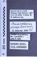 Etiketten zu Cardiophorus sumptuosus (Candèze, 1900) (NHMW-ZOO-COL-0006966)